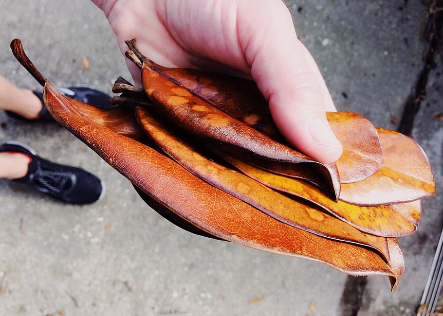 leaves, magnolia, leaf, tree, season, human hand, one person HD wallpaper
