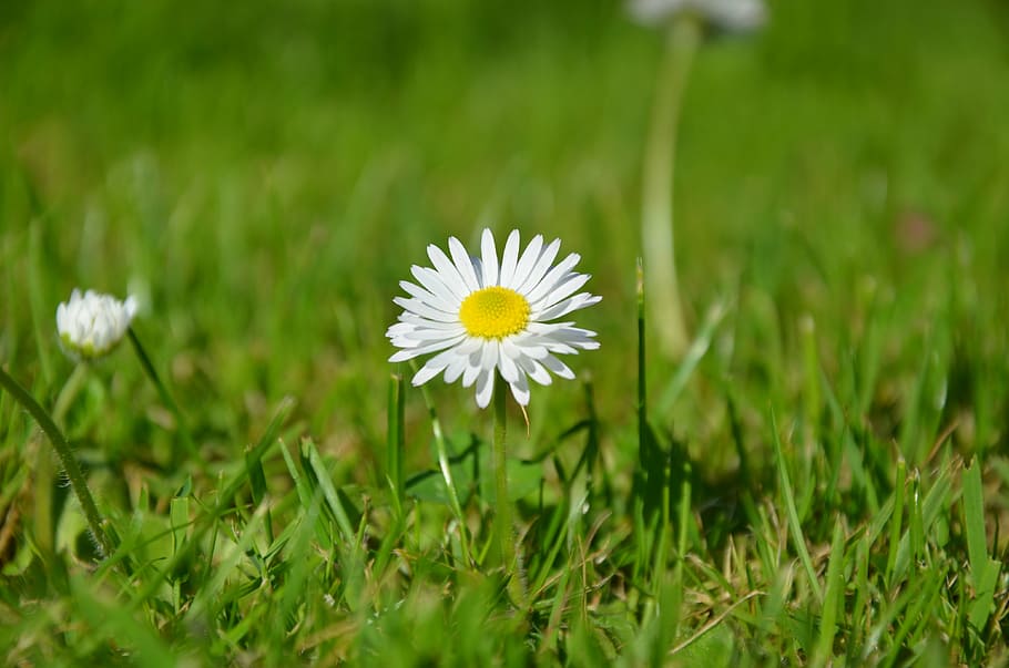 daisy, meadow, nature, spring, green, wildflowers, flowering plant HD wallpaper