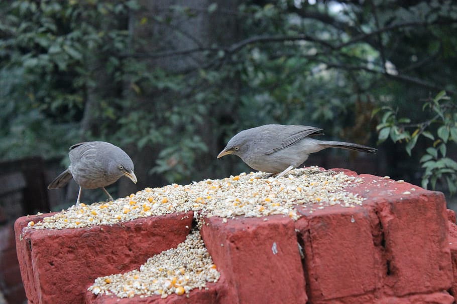 birds, wall, tree, eating, wheat, baradari garden, patiala HD wallpaper