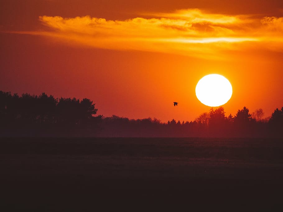 silhouette of trees during golden hour, flying, bird, sunset HD wallpaper