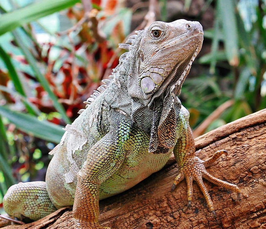 bearded dragon lizard perch on brown log, iguana, reptile, zoo HD wallpaper