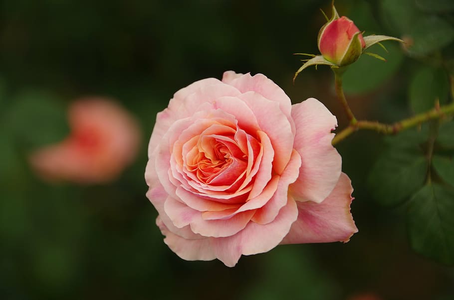 selective focus photography of pink rose in full bloom, flowers and plants, HD wallpaper