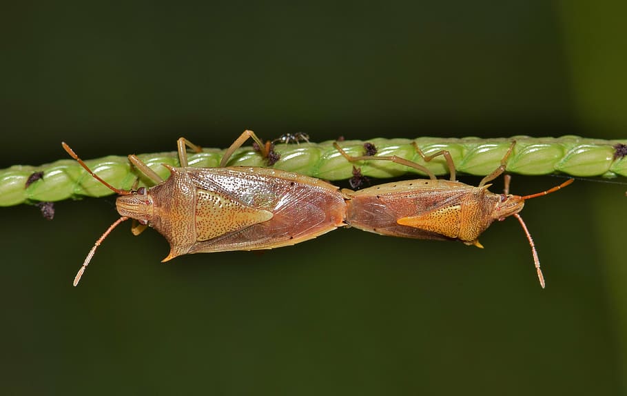 beetle, bug, stink bug, rice stink bug, insect, insectoid, creature HD wallpaper