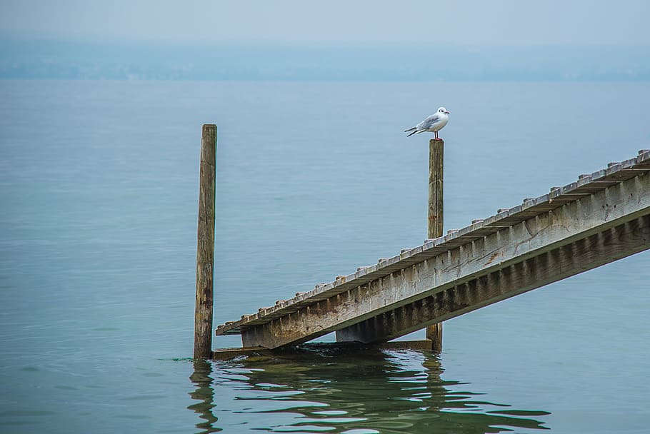 Web, Dove, Gull, Water, Piles, Investors, jetty, boardwalk HD wallpaper