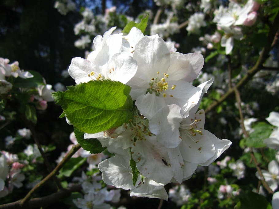 apple tree, apple tree flowers, white, spring, blossom, bloom HD wallpaper