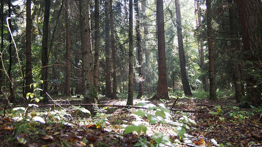 forest, light, mood, light beam, sun, trees, nature, flooded HD wallpaper