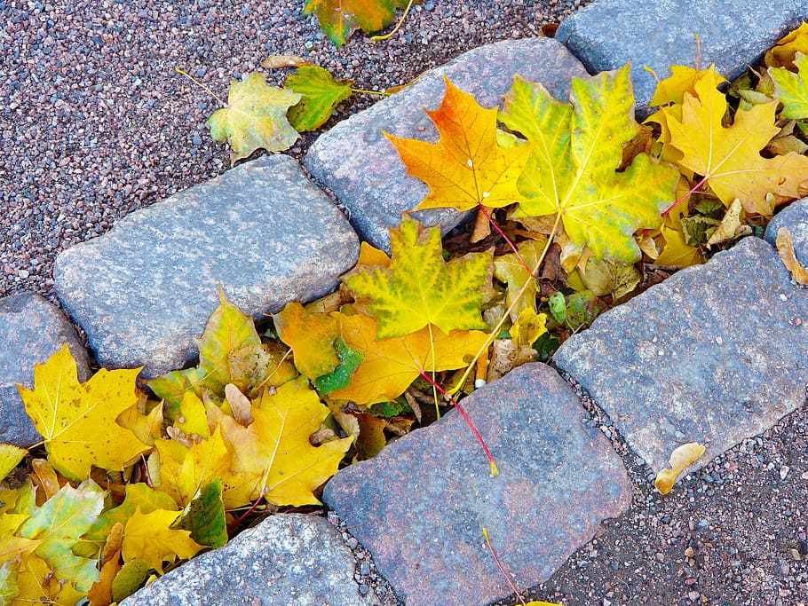 maple leaf lot, leave, autumn, yellow, love, maple leaves, green HD wallpaper