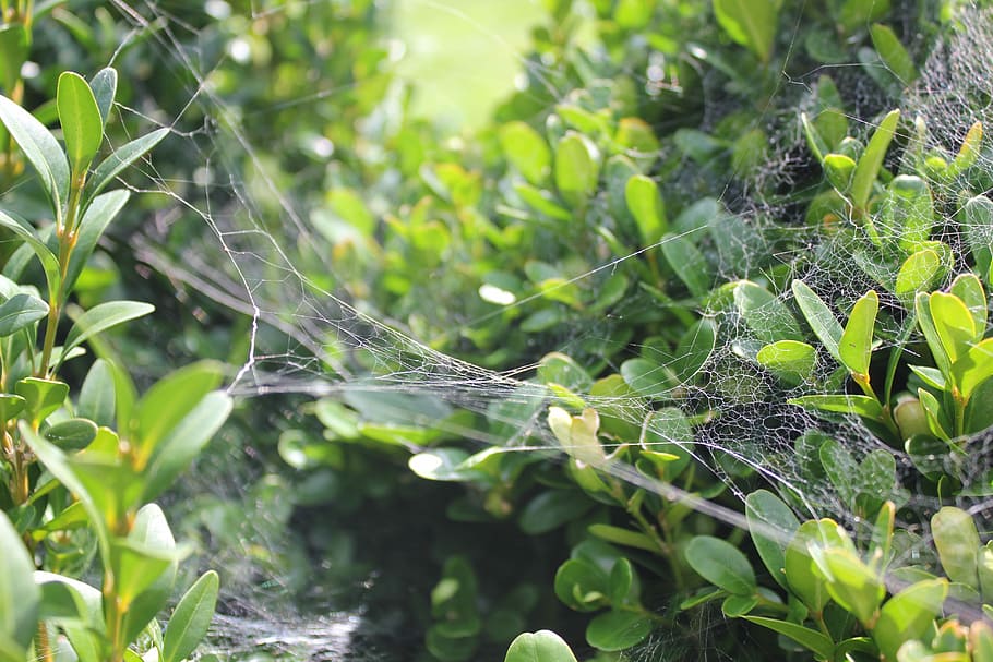 Foliage, Web, Branch, Drop, green, young, bush, nature, green color HD wallpaper