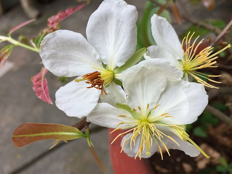 flower, bach, tomorrow, flowering plant, fragility, vulnerability HD wallpaper