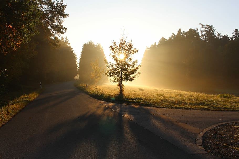 green trees during sun rise, trees near road, sunlight, sunset HD wallpaper