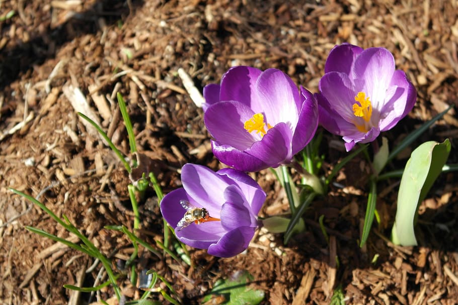 Crocus, Flower, Bee, Spring, Nature, purple, insect, bloom HD wallpaper