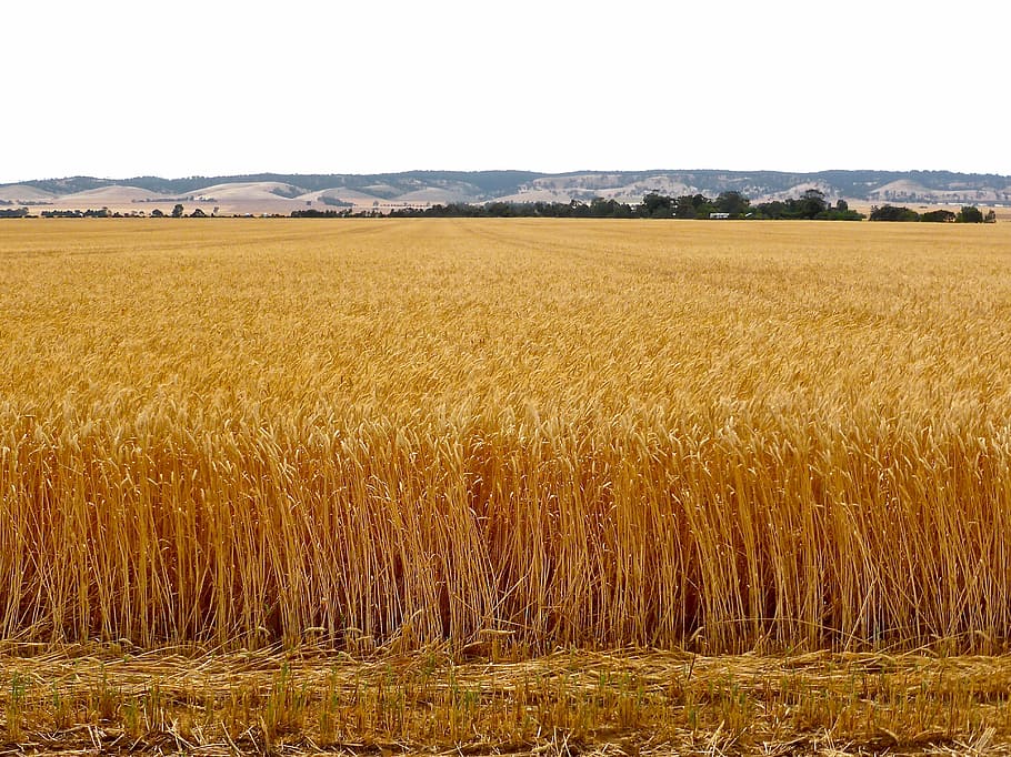 wheat, crop, grain, harvest, farm, cereal, seed, farming, golden, HD wallpaper