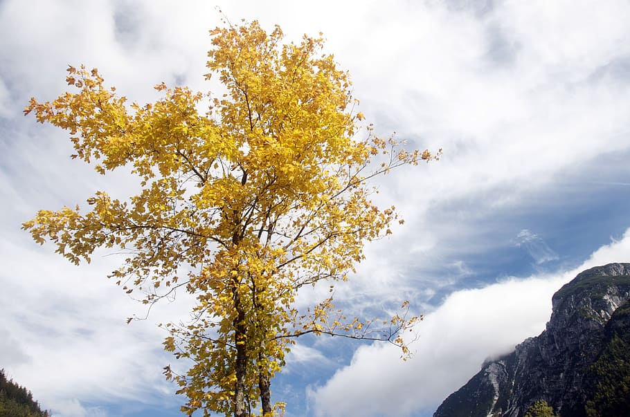 sky, tree, nature, autumn, landscape, foliage, italy, cloud - sky HD wallpaper