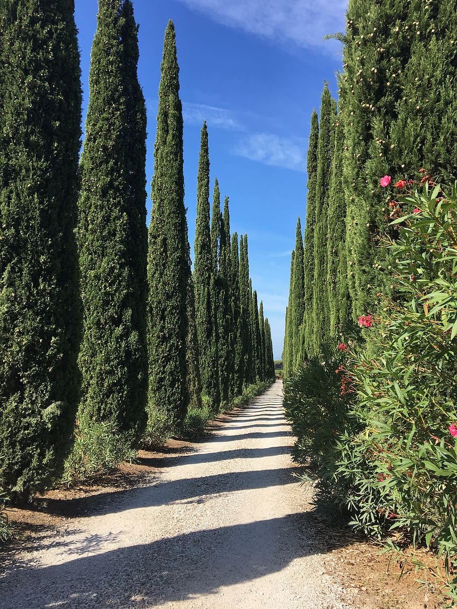 tuscany, cypress, alley, plant, tree, sunlight, nature, the way forward.
