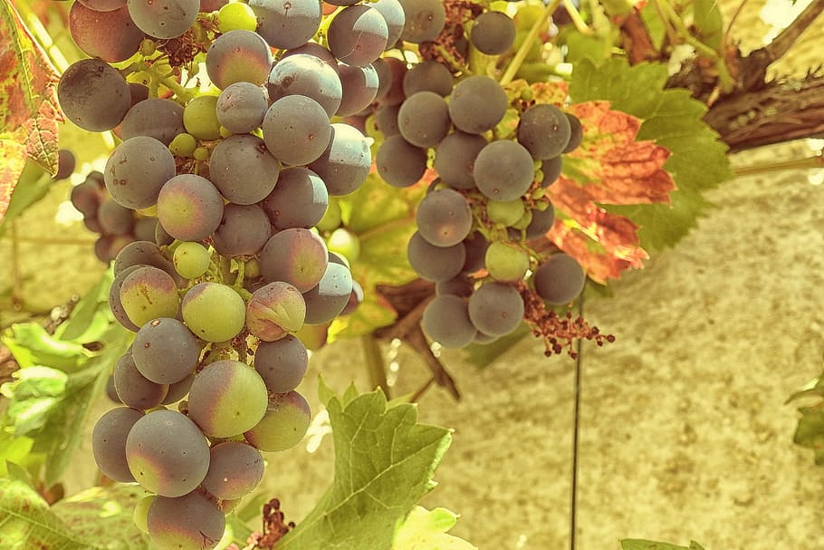 grapes, grapevine, vines stock, rebstock, green, blue, fruit, HD wallpaper