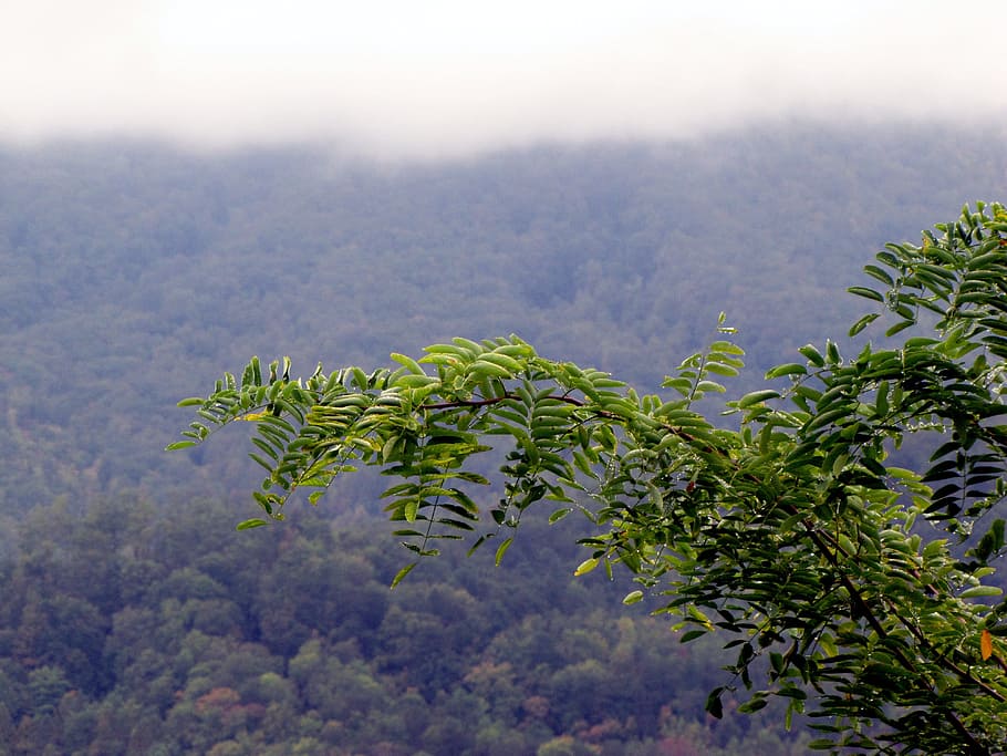 Mountains, Trees, Leaves, Landscape, green, nature, environment HD wallpaper
