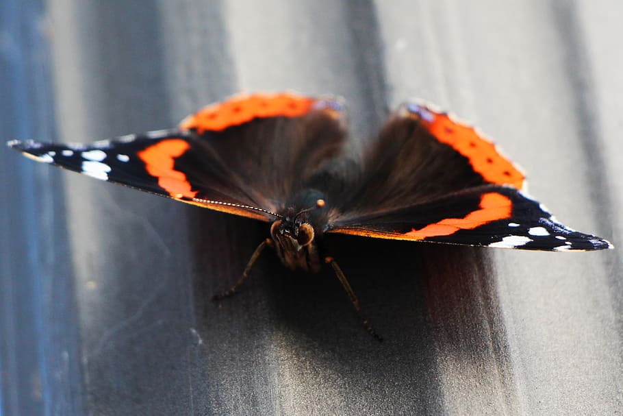 butterfly, macro, probe, insect, animal, edelfalter, butterflies HD wallpaper