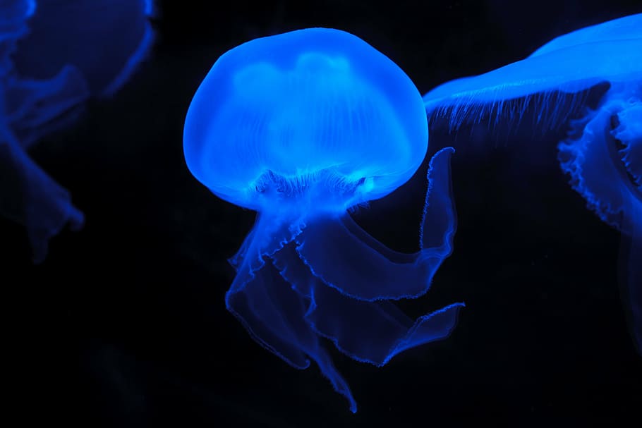 blue jelly fishes, animal, creature, danger, dark, deep, float HD wallpaper