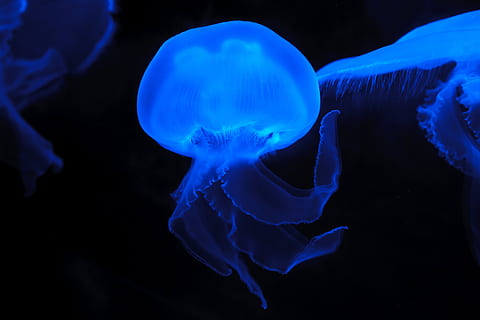 Blue Effect Colored Jellyfish, animals, creature, glow, glowing HD wallpaper