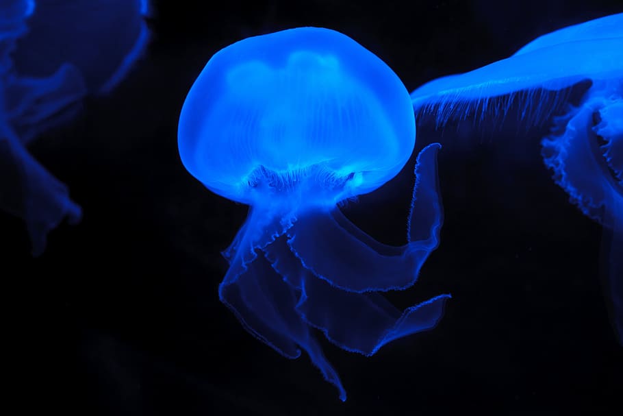 Blue Effect Colored Jellyfish, animals, creature, glow, glowing
