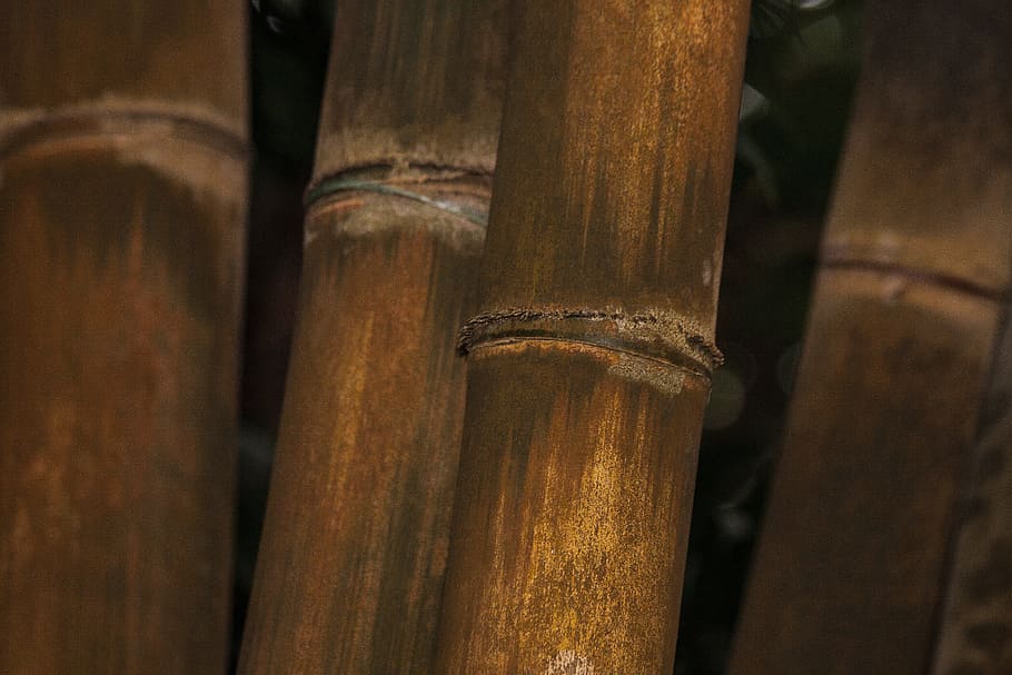 Dendrocalamus Giganteus, Bamboo, giant bamboo, rough giant bamboo, HD wallpaper