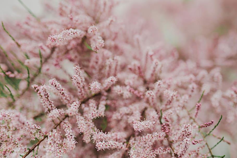 Tree bloom in early Spring, flowers, background, nature, pink