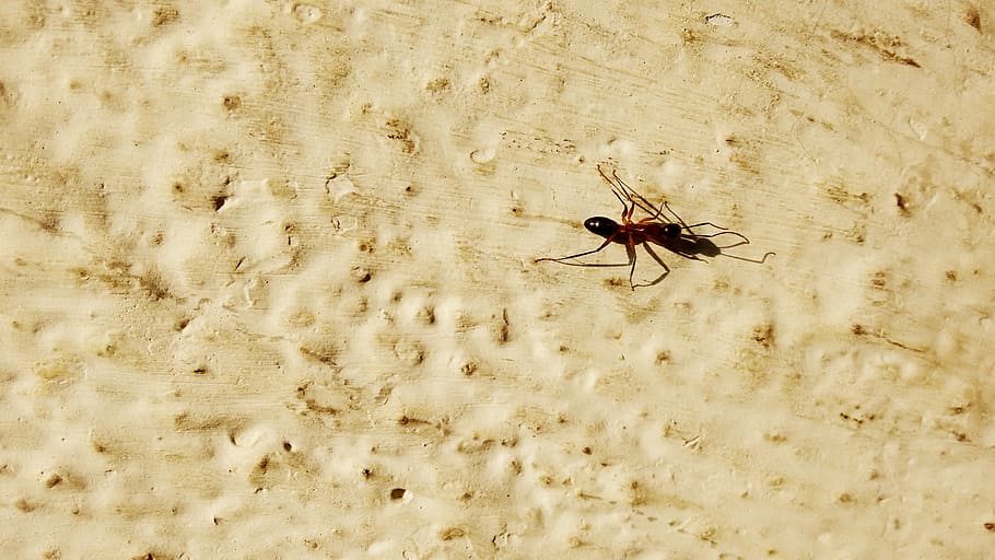 black spider on ground during daytime, ant, hd background, sun HD wallpaper