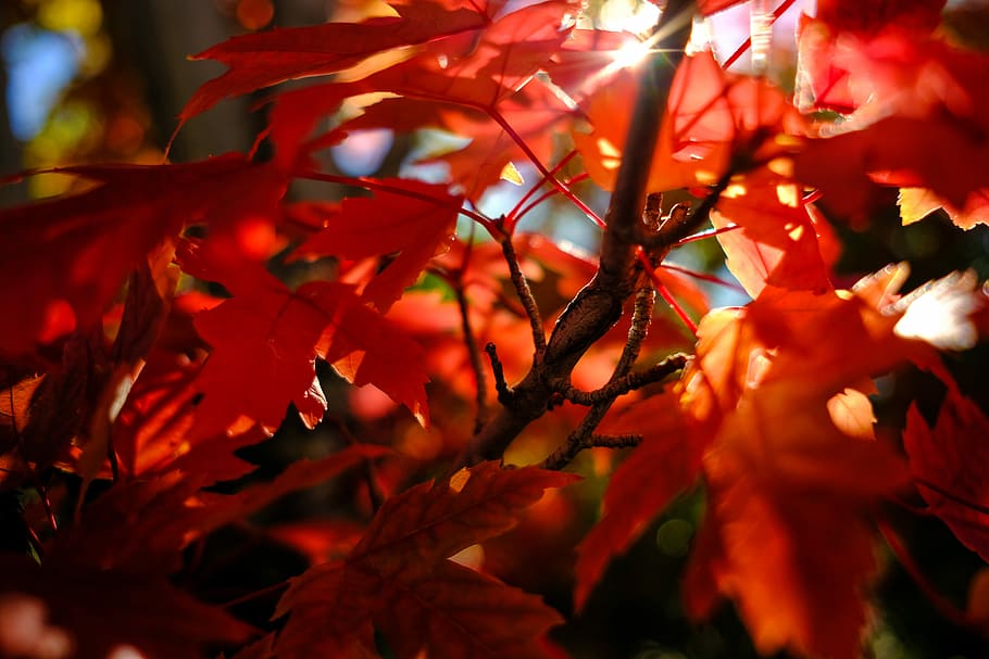 maple leaves taken during daytime, shallow focus of red leaves HD wallpaper
