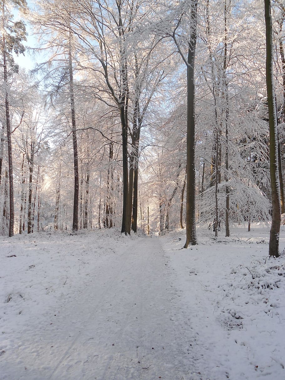 Winter, Forest, Snow, Road, cold temperature, tree, nature HD wallpaper