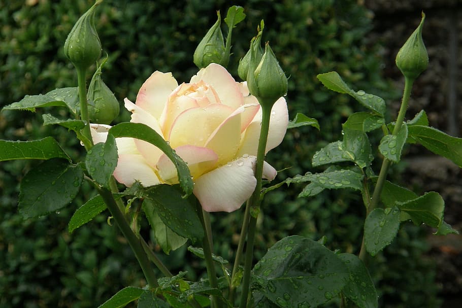 rose, floribunda, gloria dei, yellow-pink, bud, rosebud, plant
