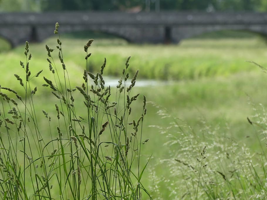 meadow, grass, bridge, river, green, blade of grass, landscape HD wallpaper