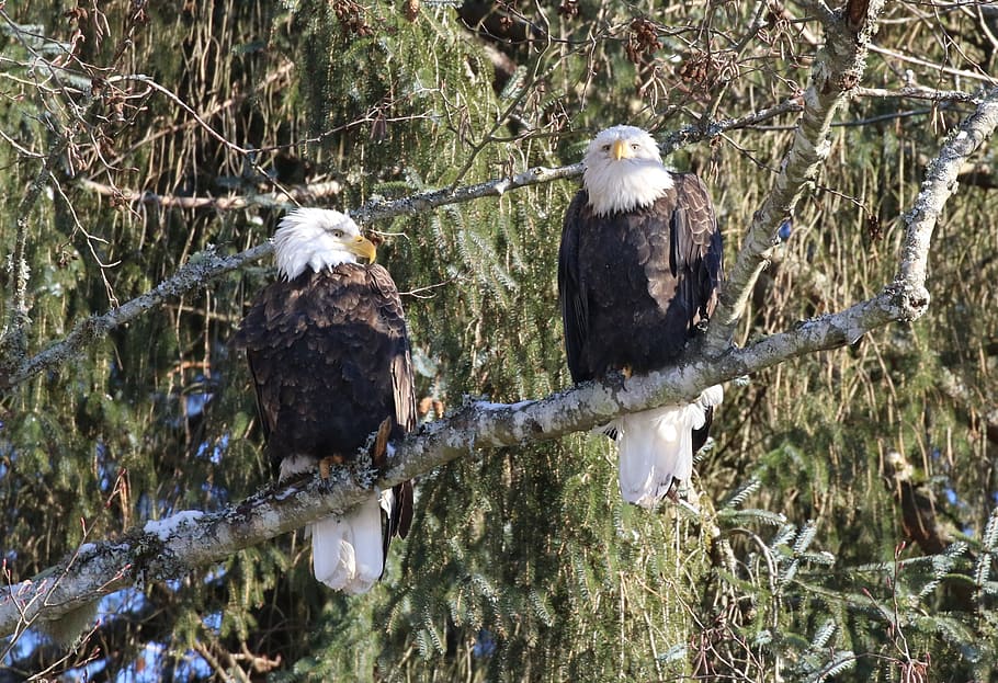 eagle, winter, pair, wildlife, raptor, bird, nature, snow, tree HD wallpaper