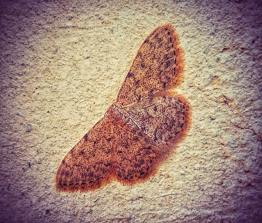 moth, wall, butterfly, texture, backgrounds, close-up, no people HD wallpaper