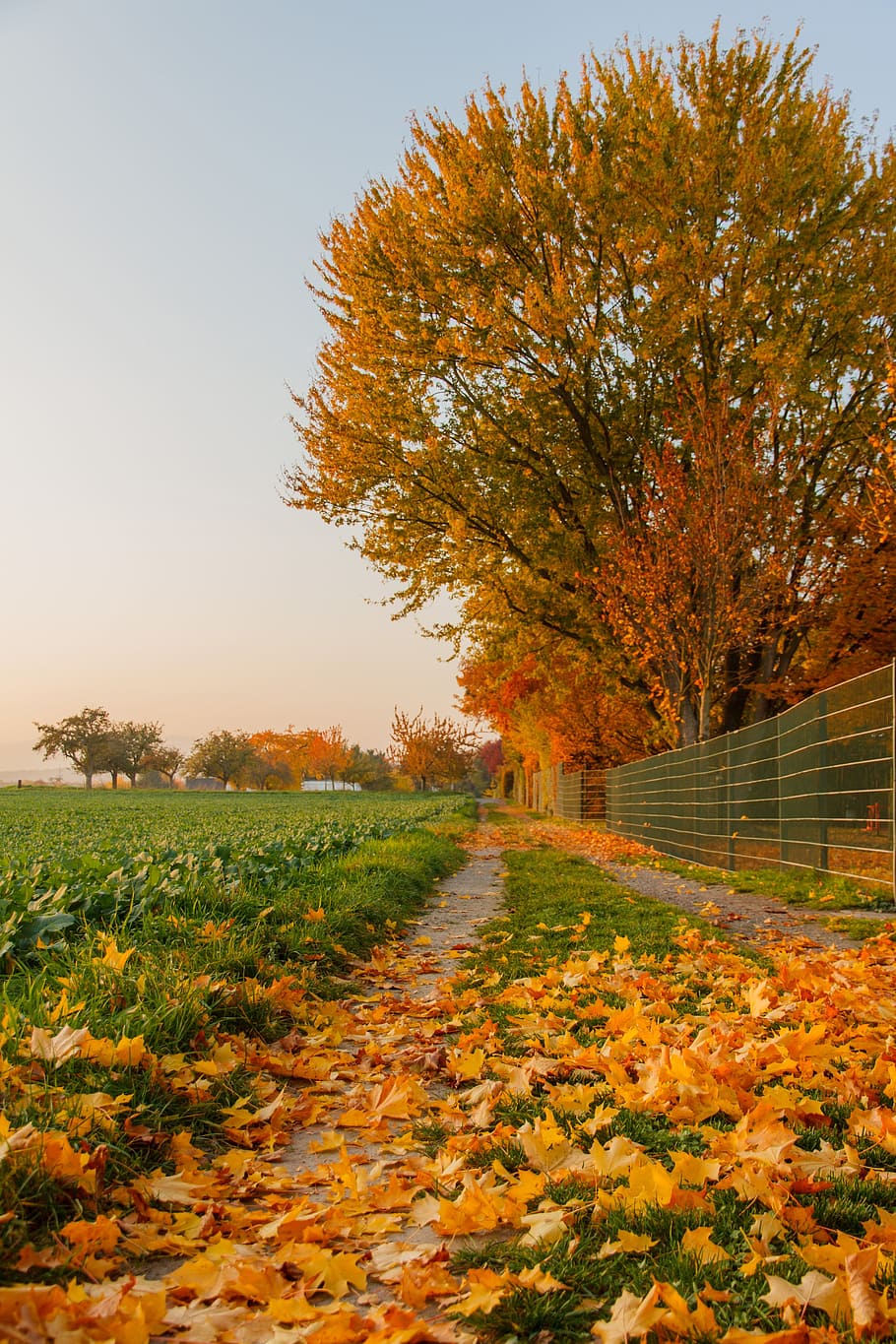 autumn, leaves, leaf, fall foliage, golden autumn, nature, forest HD wallpaper