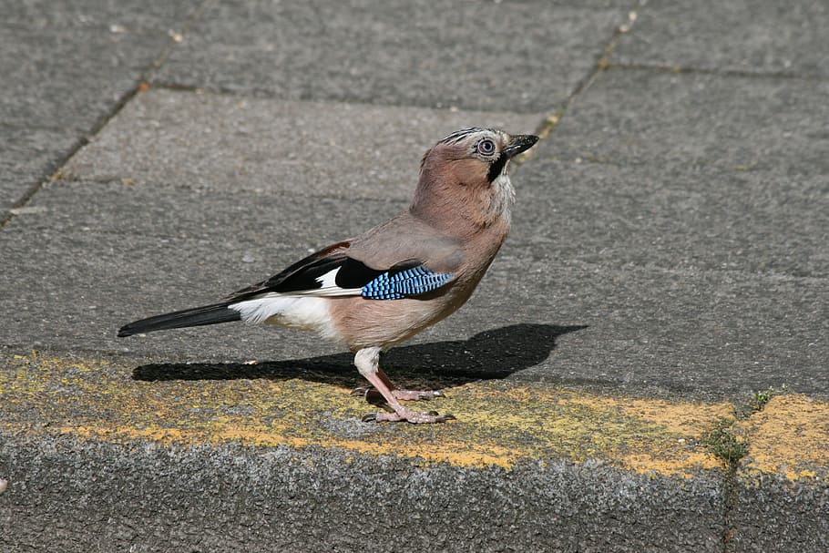 Jay, Bird, Pavement, Corvidae, Ground, asphalt, animal, wildlife HD wallpaper