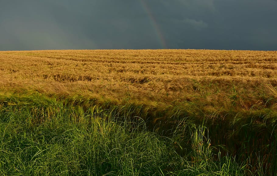 yellow and green grassland, cornfield, dusk, nature, summer HD wallpaper