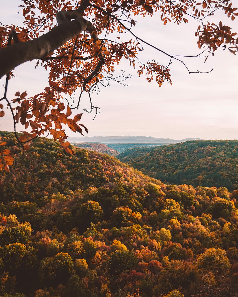 mountain during daytime, red leaf tree near mountain at daytime HD wallpaper