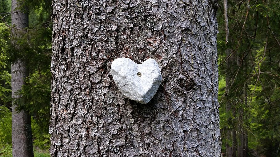 Stone, Heart, Wood, Tree, heartshaped, rock, romance, nature HD wallpaper