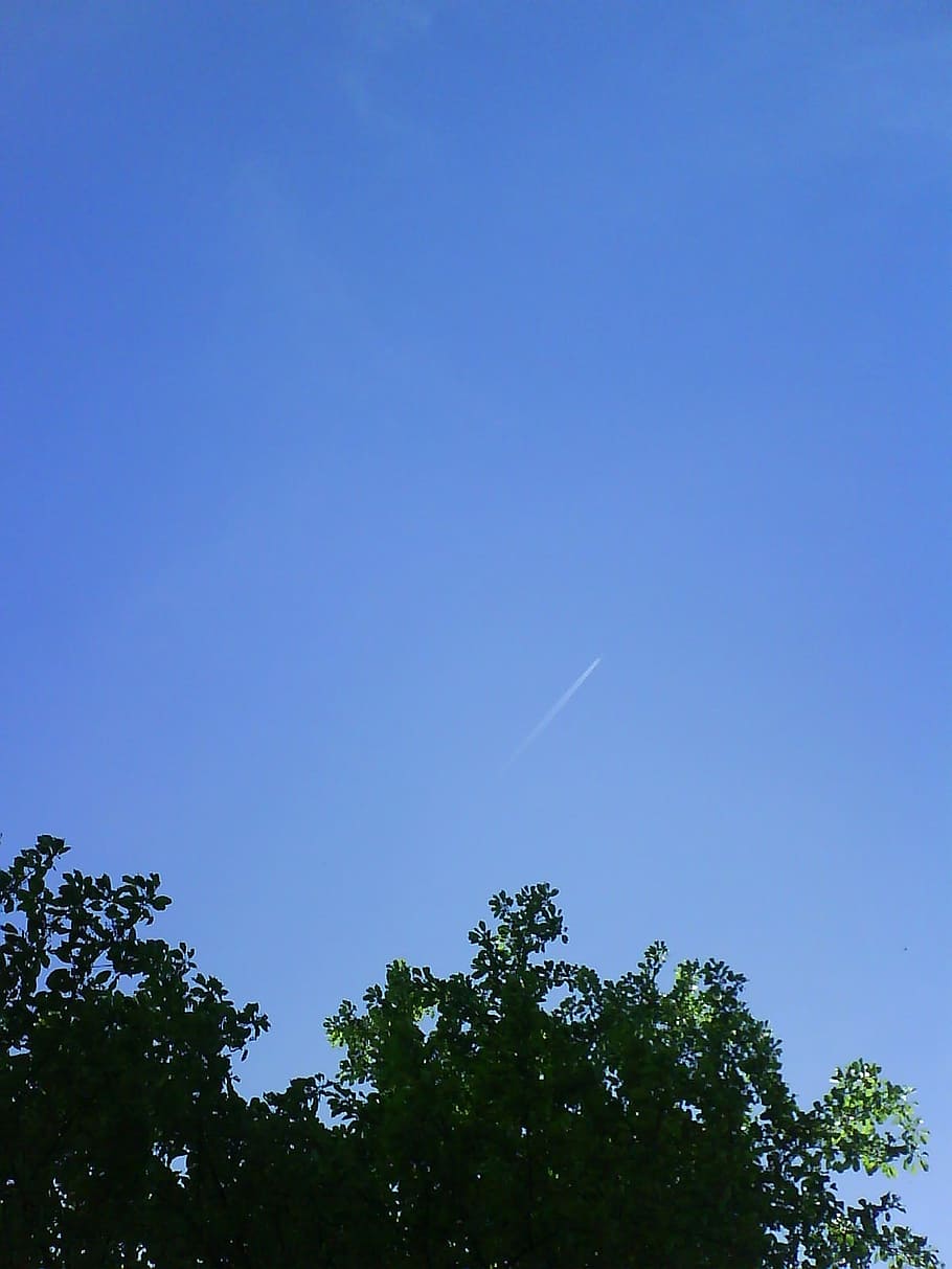 sky, blue, white, tree, green, background, plant, low angle view HD wallpaper