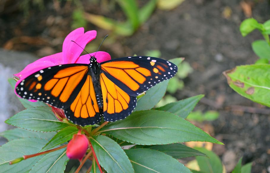 yellow and black monarch butterfly, macro, insect, nature, wings HD wallpaper