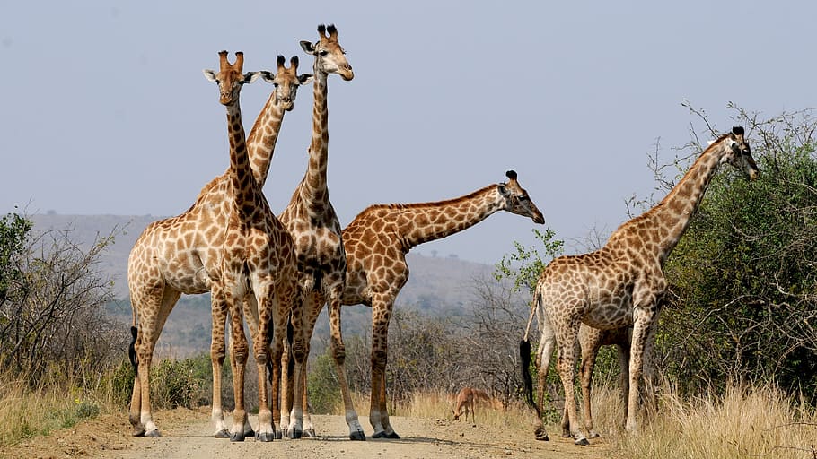 five giraffes standing near green leaves plant during daytime, HD wallpaper