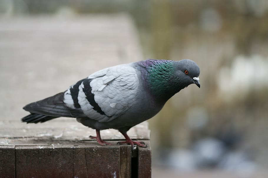 HD wallpaper: pigeon, bird, fly, animal, nature, wing, beautiful, pigeons |  Wallpaper Flare