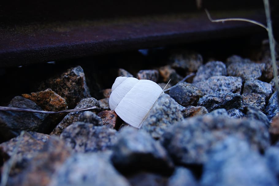 Rail, Snail, Pebble, Shell, Nature, coal, fire - Natural Phenomenon HD wallpaper