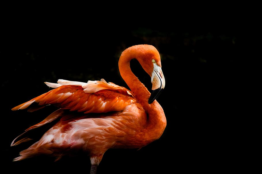 pink flamingo scratching neck, Bird, Orange, one animal, animal themes, HD wallpaper