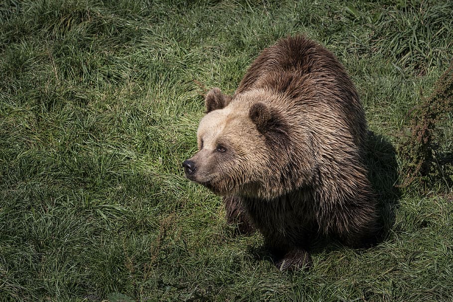 brown bear on grass field, animals, nature, animals in the wild HD wallpaper