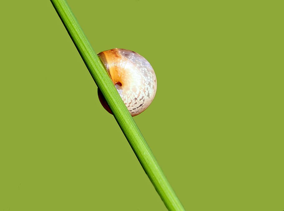 animal, nature, live, close-up, green Color, freshness, animal wildlife HD wallpaper