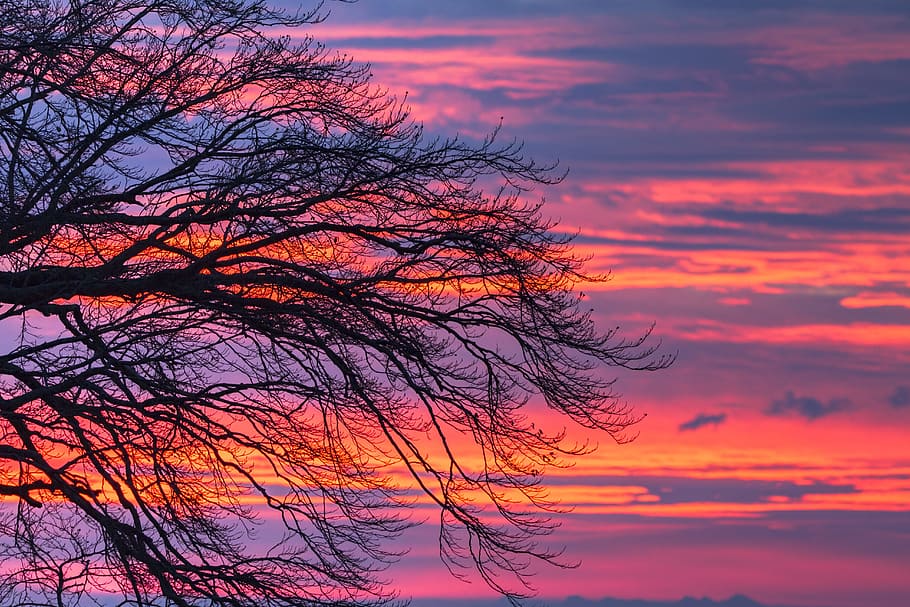 silhouette photography of tree during golden hours, morgenrot HD wallpaper