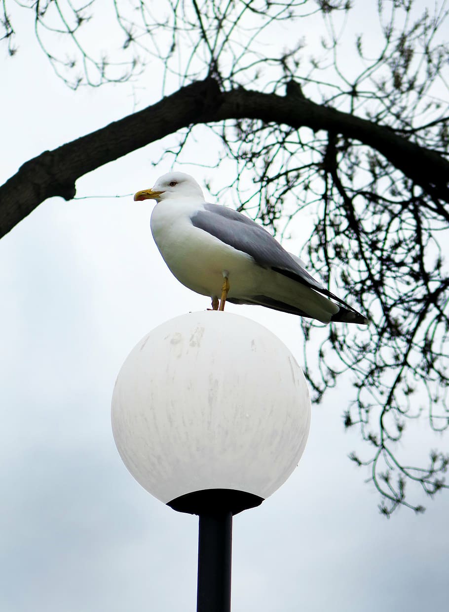 seagull, bird, nature, white, sky, flight, coast, flying, outdoors HD wallpaper