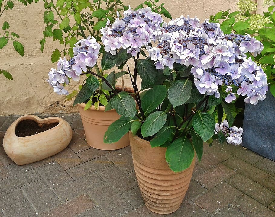purple petaled flowers with round brown pot, hydrangea, garden HD wallpaper