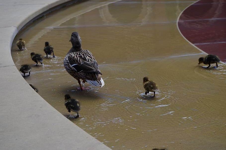 ducks, water, circle, animal, animal themes, animal wildlife HD wallpaper